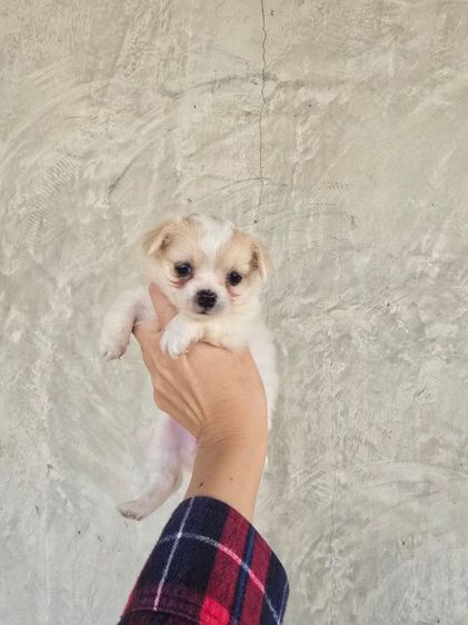 ชิวาวา (Chihuahua) น้องหมา ชิวาวาขนยาว