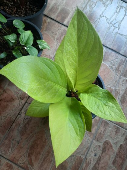 เศรษฐีเงินหนาสีทอง