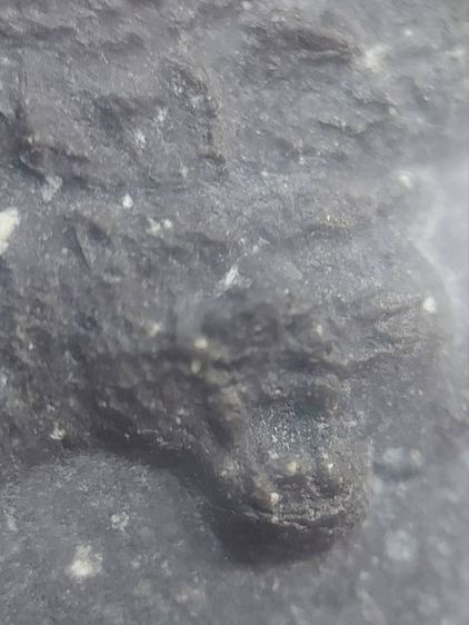 พระสมเด็จเนื้อผงใบลาน หลวงพ่อเปิ่น ขี่เสือ วัดบางพระ จังหวัดนครปฐม สร้างปี 2538 รูปที่ 4