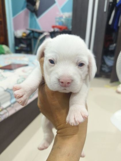 ลูกสุนัขบีเกิ้ลสีขาว ตาฟ้า2 ข้าง เพศเมีย รูปที่ 4
