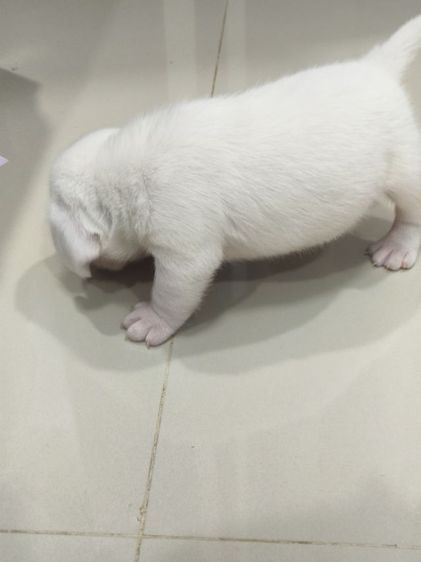 ลูกสุนัขบีเกิ้ลสีขาว ตาฟ้า2 ข้าง เพศเมีย รูปที่ 6