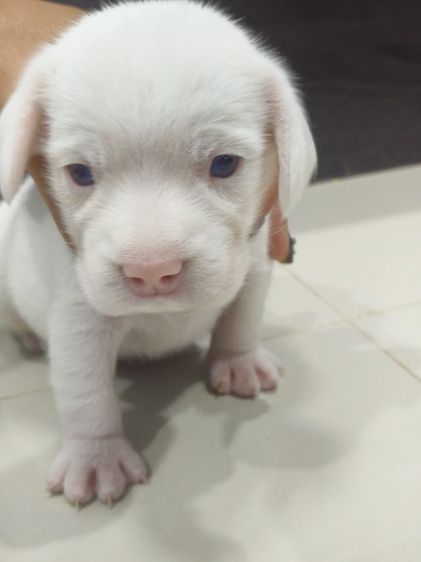 ลูกสุนัขบีเกิ้ลสีขาว ตาฟ้า2 ข้าง เพศเมีย รูปที่ 2