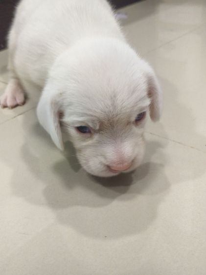 ลูกสุนัขบีเกิ้ลสีขาว ตาฟ้า2 ข้าง เพศเมีย รูปที่ 5