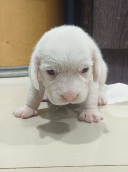 ลูกสุนัขบีเกิ้ลสีขาว ตาฟ้า2 ข้าง เพศเมีย