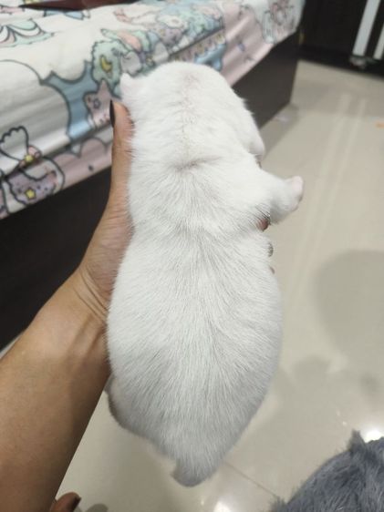 ลูกสุนัขบีเกิ้ลสีขาว ตาฟ้า2 ข้าง เพศเมีย รูปที่ 3