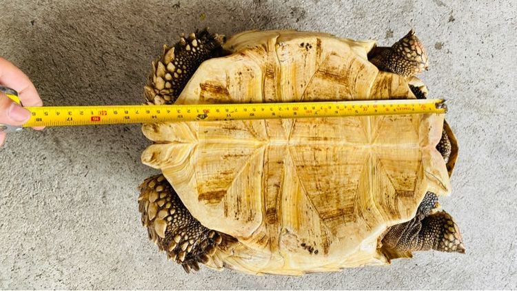 ซูลคาต้า รูปที่ 5