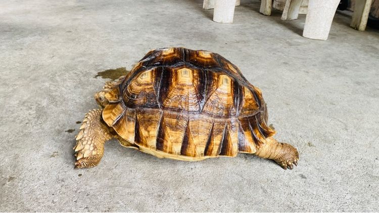 ซูลคาต้า รูปที่ 4