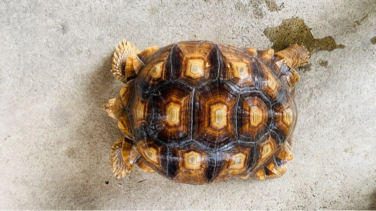 ซูลคาต้า รูปที่ 3