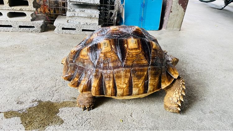 ซูลคาต้า รูปที่ 2