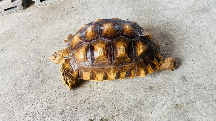 เต่าซูลคาต้า 