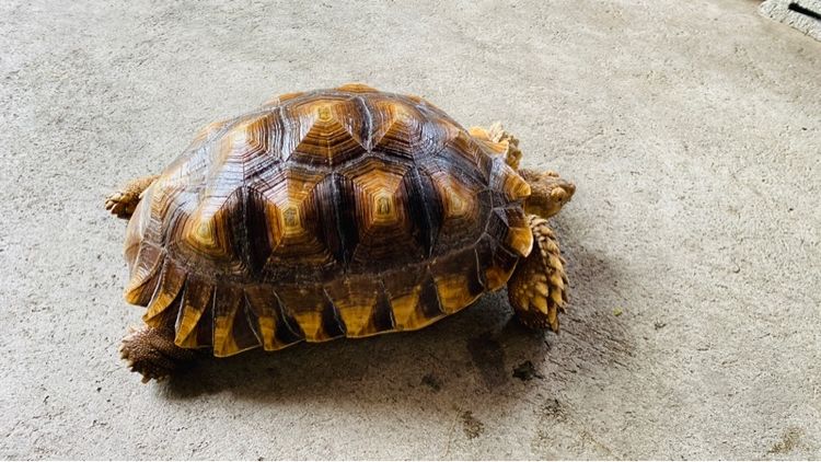 เต่าซูลคาต้า  รูปที่ 2