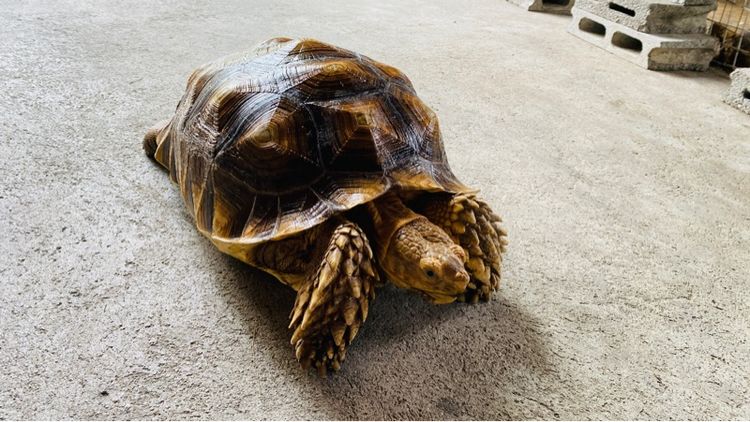 เต่าซูลคาต้า  รูปที่ 3