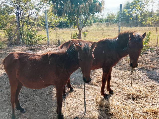 ขายม้าคู่ ผู้ เมีย ราคาถูก 24000 บาท รูปที่ 2