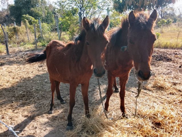 อื่นๆ ใหญ่ ขายม้าคู่ ผู้ เมีย ราคาถูก 24000 บาท