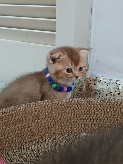 สก็อตติชโฟลด์ เพศเมีย  รูปที่ 5