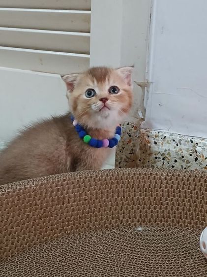 สก็อตติชโฟลด์ เพศเมีย  รูปที่ 3