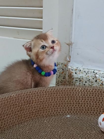 สก็อตติชโฟลด์ เพศเมีย 