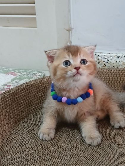 สก็อตติชโฟลด์ เพศเมีย  รูปที่ 2