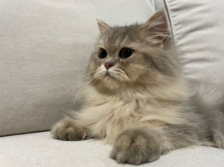แมวเปอร์เซียแท้ รูปที่ 6