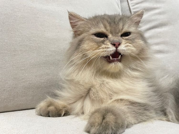 แมวเปอร์เซียแท้ รูปที่ 5