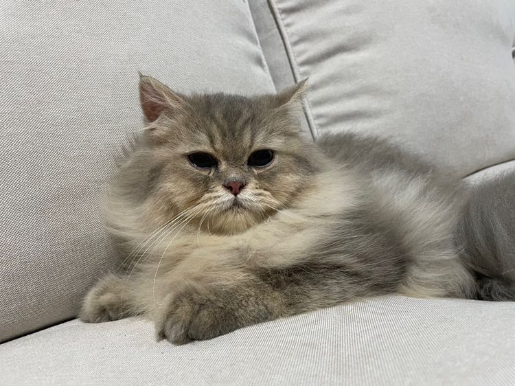 แมวเปอร์เซียแท้