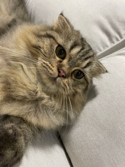 สก็อตติช โฟลด์ (Scottish Fold) แมวสก็อตติช