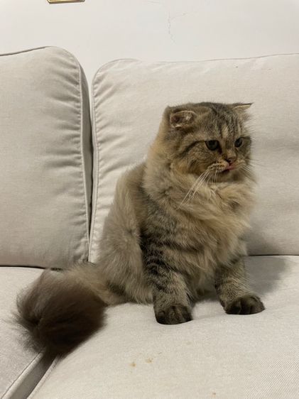 แมวสก็อตติช รูปที่ 3