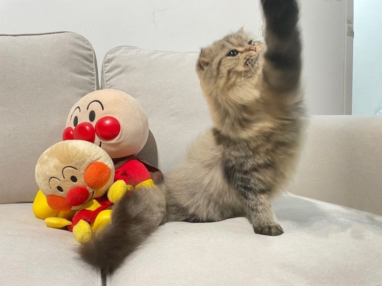 แมวสก็อตติช รูปที่ 4