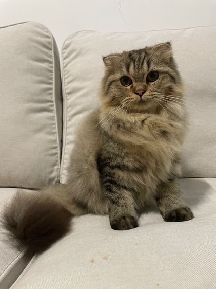 แมวสก็อตติช รูปที่ 2