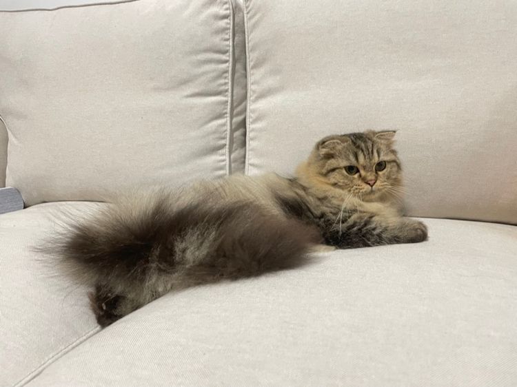 แมวสก็อตติช รูปที่ 7