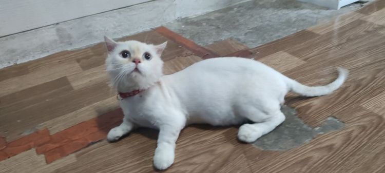 แมว รูปที่ 2