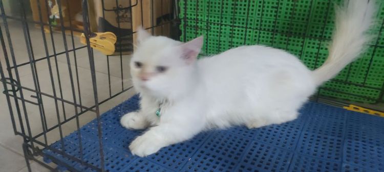 แมว รูปที่ 5