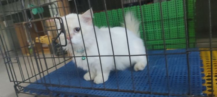 มันช์กิ้น (Munchkin) แมว