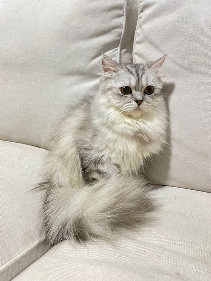 แมวเปอร์เซียแท้ รูปที่ 4