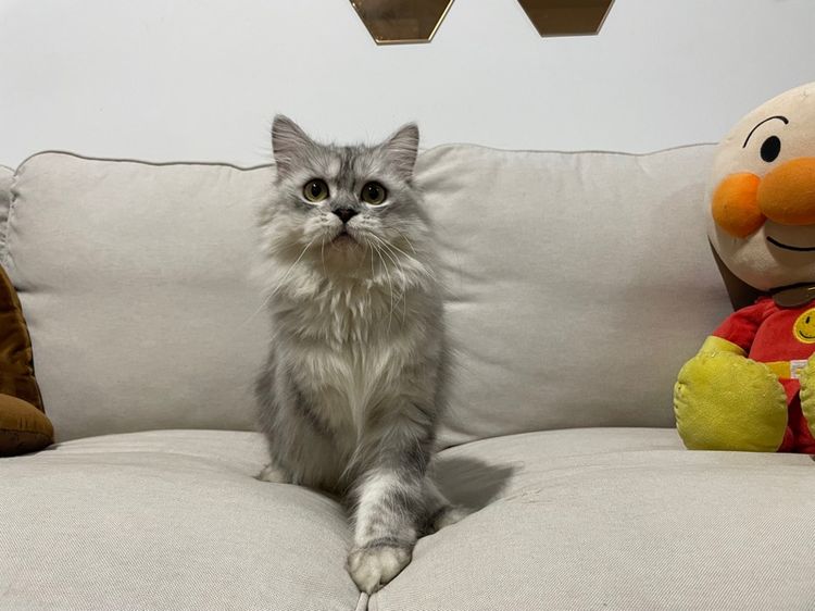 แมวเปอร์เซียแท้ รูปที่ 5
