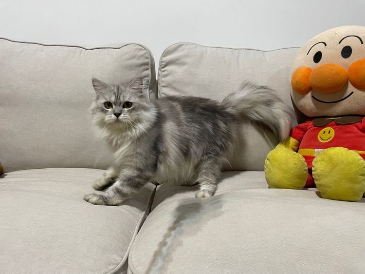 แมวเปอร์เซียแท้ รูปที่ 7