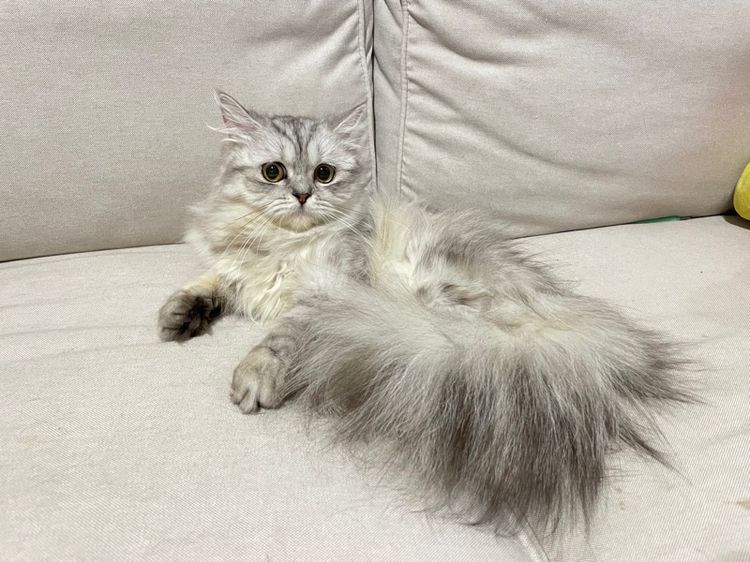 แมวเปอร์เซียแท้