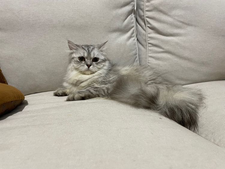 แมวเปอร์เซียแท้ รูปที่ 3