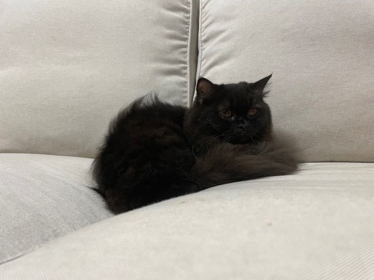 แมวเปอร์เซียแท้ รูปที่ 3