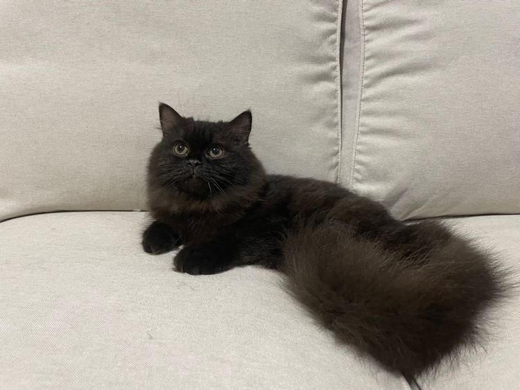 แมวเปอร์เซียแท้ รูปที่ 2