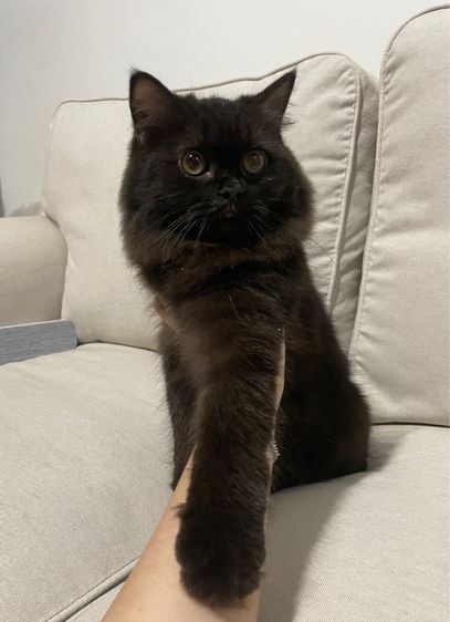 แมวเปอร์เซียแท้ รูปที่ 5