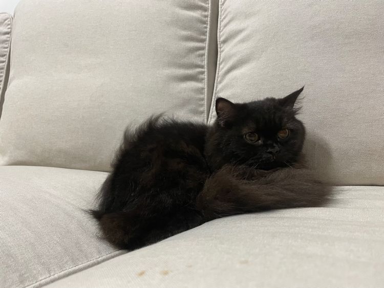 แมวเปอร์เซียแท้ รูปที่ 4