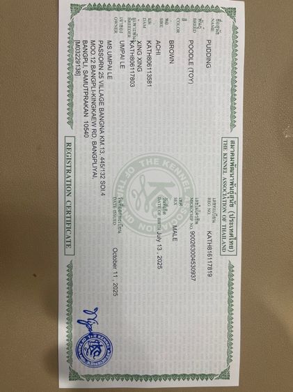 พุดเดิ้ลทอย รูปที่ 11