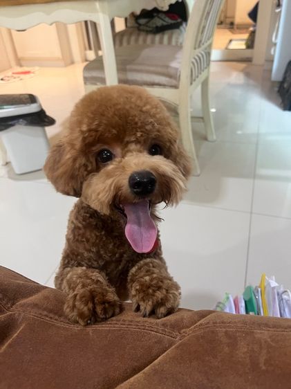 พุดเดิ้ลทอย รูปที่ 6