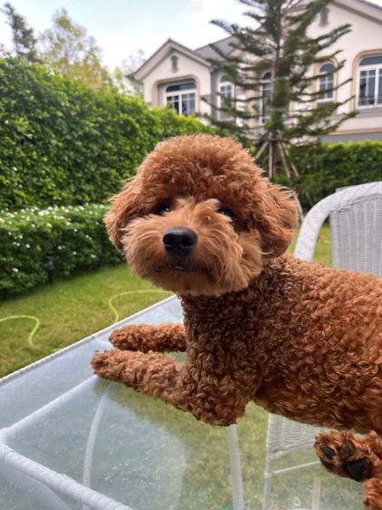 พุดเดิ้ลทอย รูปที่ 4