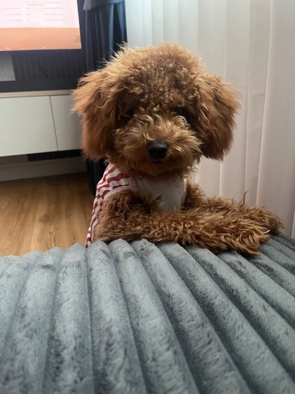 พุดเดิ้ลทอย รูปที่ 7