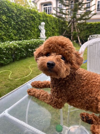 พุดเดิ้ลทอย รูปที่ 3