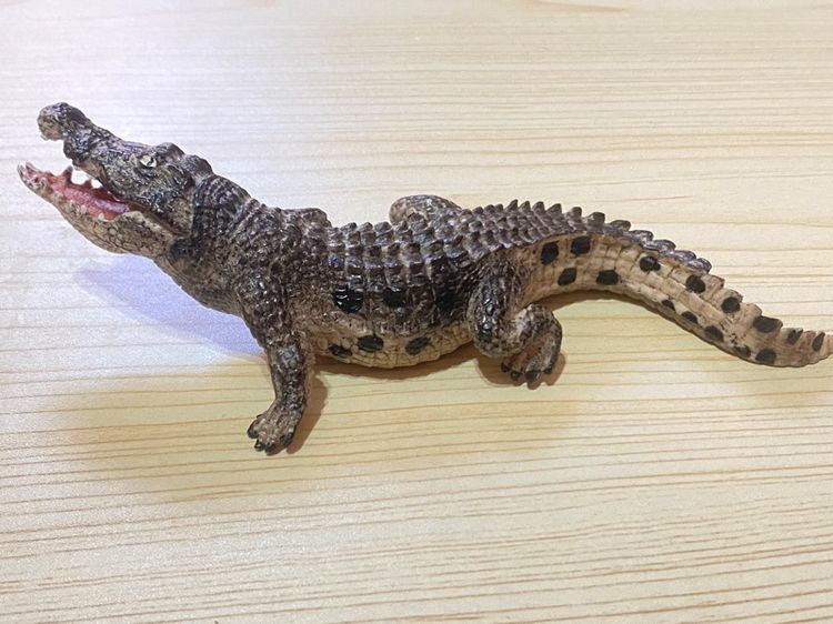 จรเข้ รูปที่ 3