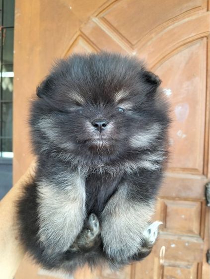 ปอมเชียงใหม่ รูปที่ 5