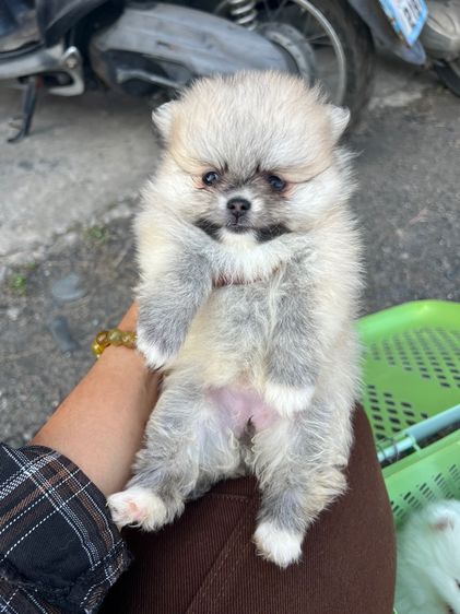 ปอมเชียงใหม่